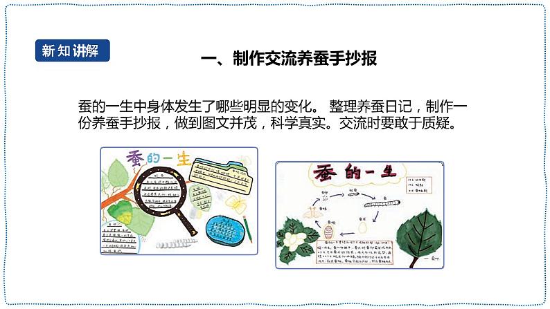 人教鄂教版四下【新课标】2.8《蚕的一生》课件+教案05