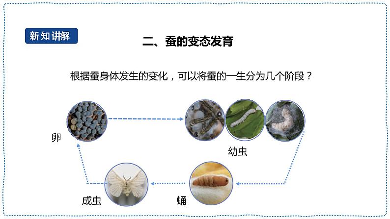 人教鄂教版四下【新课标】2.8《蚕的一生》课件+教案07