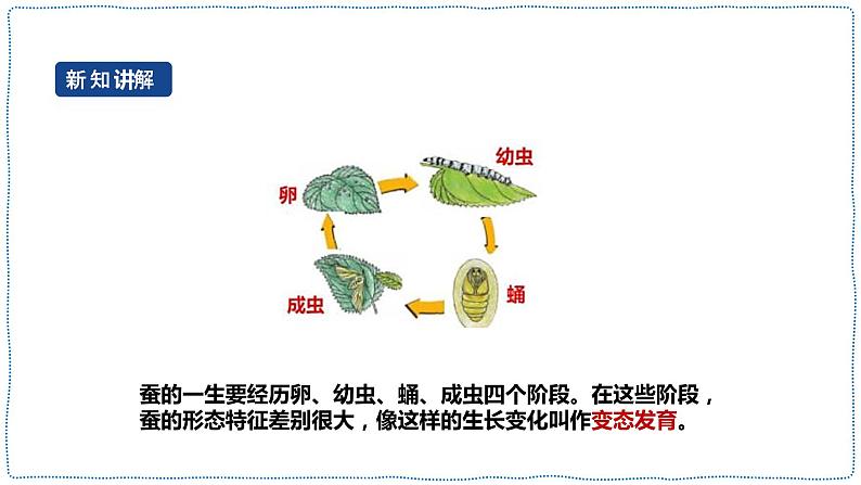 人教鄂教版四下【新课标】2.8《蚕的一生》课件+教案08