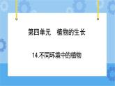 青岛版（六三制2017秋）四年级下册4.13.不同环境中的植物  课件