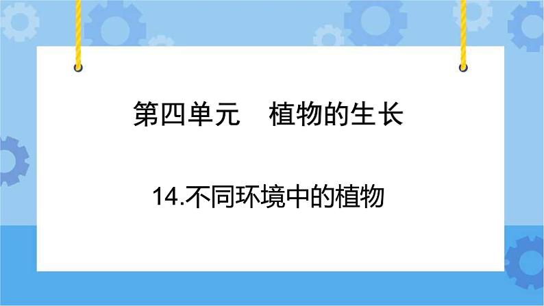 青岛版（六三制2017秋）四年级下册4.13.不同环境中的植物  课件02