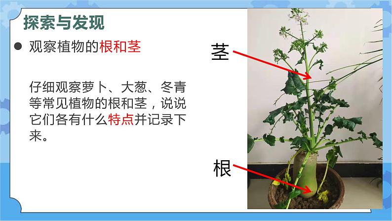 第五课 植物的器官（课件+练习+教案）-2022-2023学年四年级科学下册同步备课（冀人版）04