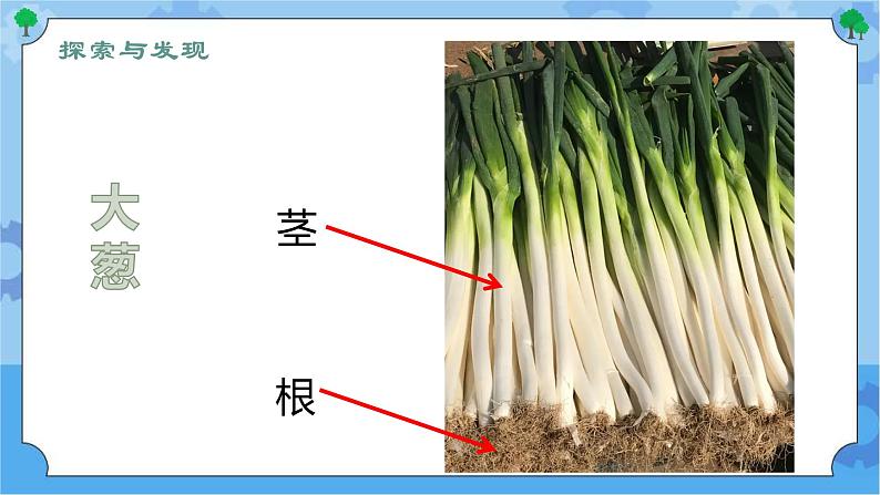 第五课 植物的器官（课件+练习+教案）-2022-2023学年四年级科学下册同步备课（冀人版）05