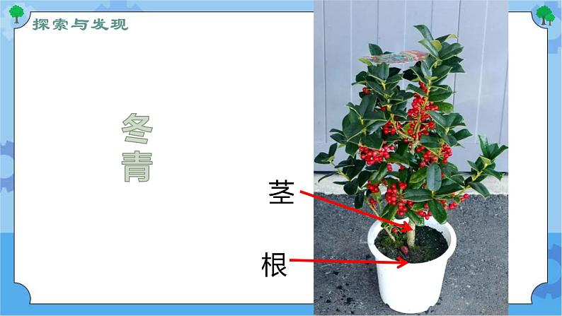 第五课 植物的器官（课件+练习+教案）-2022-2023学年四年级科学下册同步备课（冀人版）06