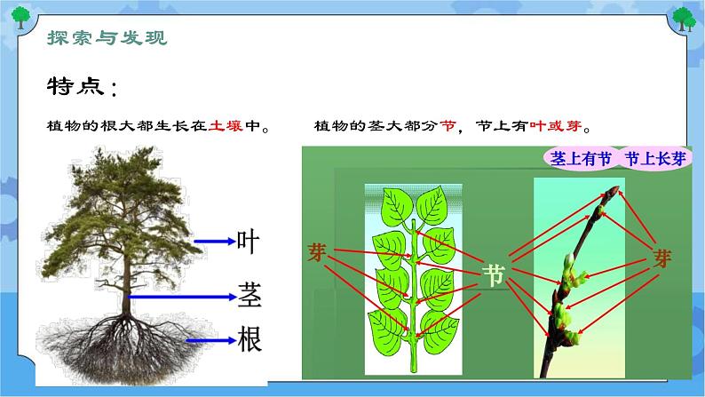 第五课 植物的器官（课件+练习+教案）-2022-2023学年四年级科学下册同步备课（冀人版）07