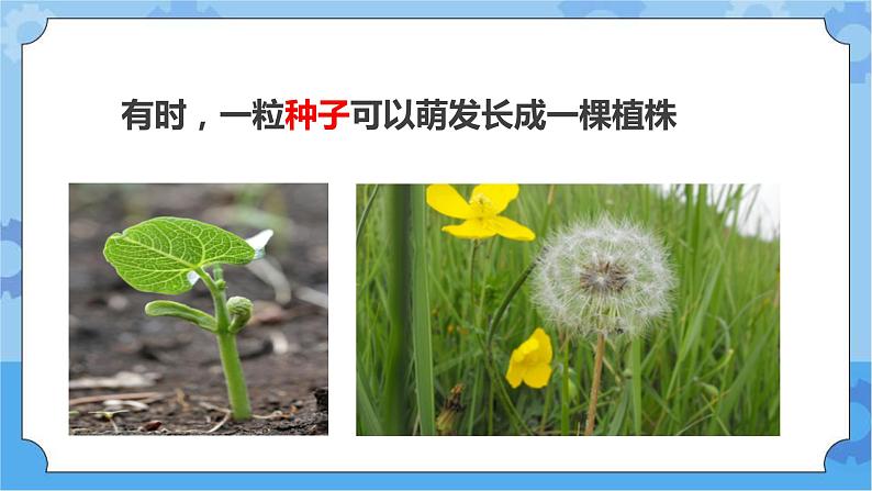 第六课 植物的繁殖（课件+练习+教案）-2022-2023学年四年级科学下册同步备课（冀人版）03