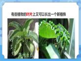 第六课 植物的繁殖（课件+练习+教案）-2022-2023学年四年级科学下册同步备课（冀人版）