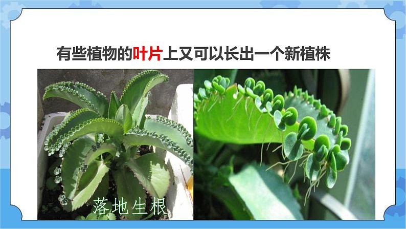 第六课 植物的繁殖（课件+练习+教案）-2022-2023学年四年级科学下册同步备课（冀人版）04