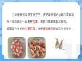 第七课 植物的一生（课件+练习+教案）-2022-2023学年四年级科学下册同步备课（冀人版）