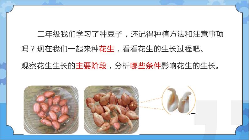 第七课 植物的一生（课件）-2022-2023学年四年级科学下册同步备课（冀人版）第4页