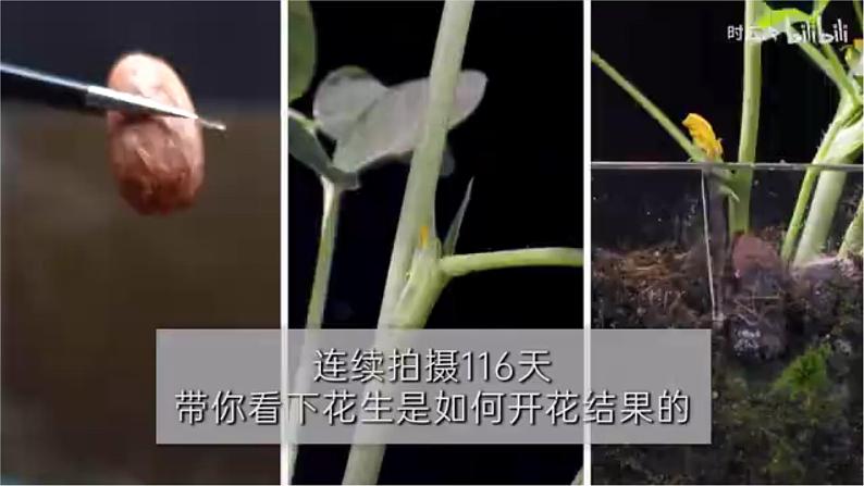 第七课 植物的一生（课件）-2022-2023学年四年级科学下册同步备课（冀人版）第8页