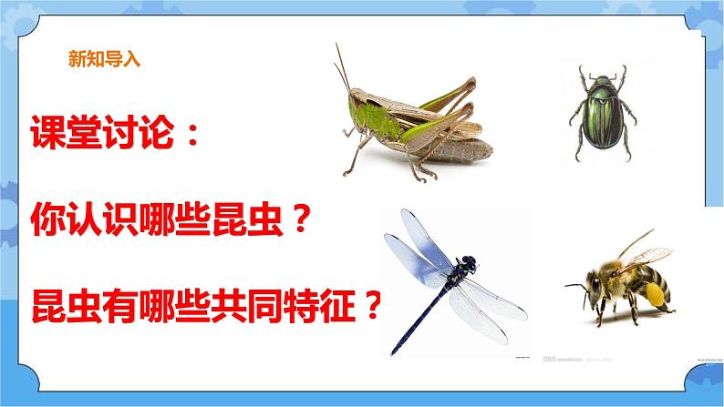 第一单元 5 昆虫  冀人版科学三年级下册课件+教案02
