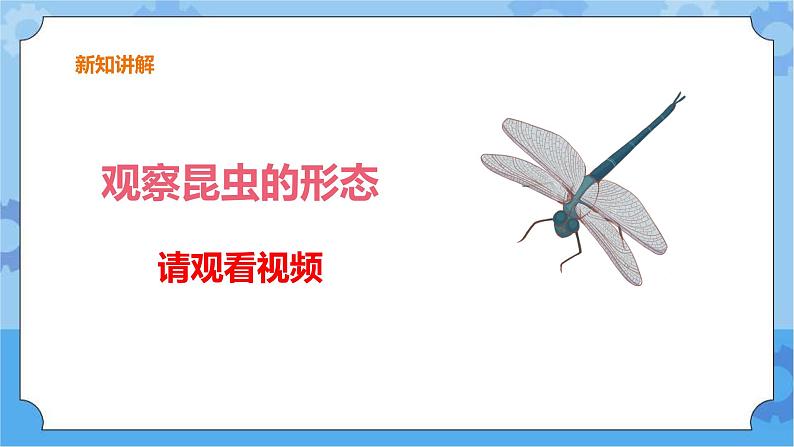 第一单元 5 昆虫  冀人版科学三年级下册课件+教案03