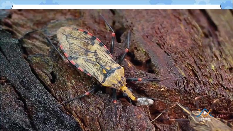 第一单元 5 昆虫  冀人版科学三年级下册课件+教案04