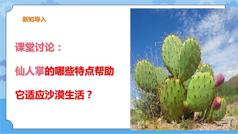 第二单元 6 仙人掌与莲  冀人版科学三年级下册课件+教案02