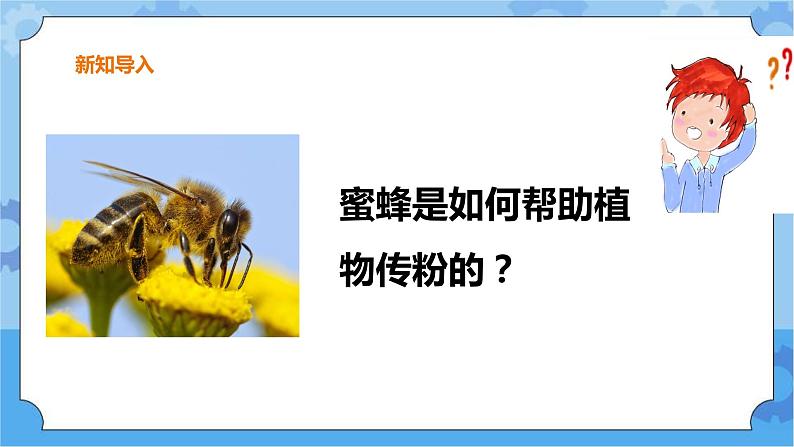 第三单元 10 蜜蜂传粉  冀人版科学三年级下册课件+教案03