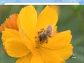 第三单元 10 蜜蜂传粉  冀人版科学三年级下册课件+教案