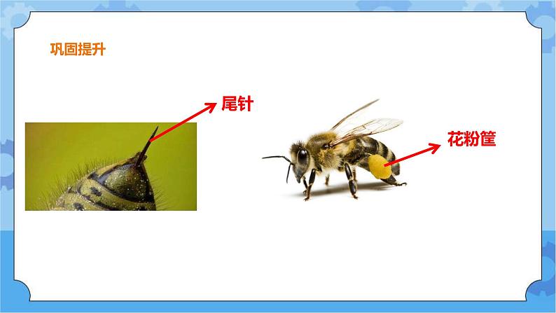 第三单元 10 蜜蜂传粉  冀人版科学三年级下册课件+教案07