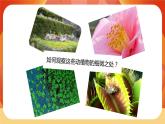 第一单元 《微小世界》 第3课时 观察身边微小的物体 课件+视频素材