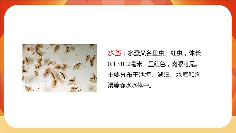 第6课时  观察水中微小的生物第7页