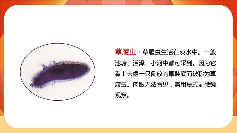 第6课时  观察水中微小的生物第8页