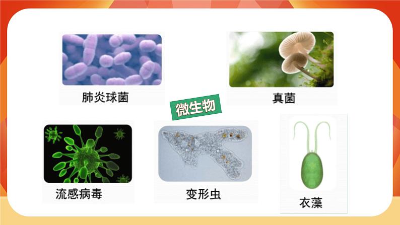 第7课时  微生物与健康第2页