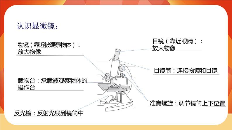 教科版科学六年级上册 第一单元  《微小世界》单元复习 课件07