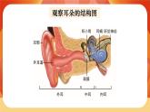 第一單元 聲音 第4課時 我們是怎樣聽到聲音的 課件