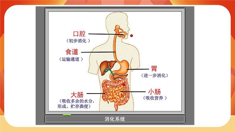第二单元 呼吸与消化 第8课时 食物在身体里的旅行 课件第6页