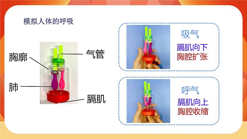 第二单元 《呼吸与消化》 单元复习 课件06