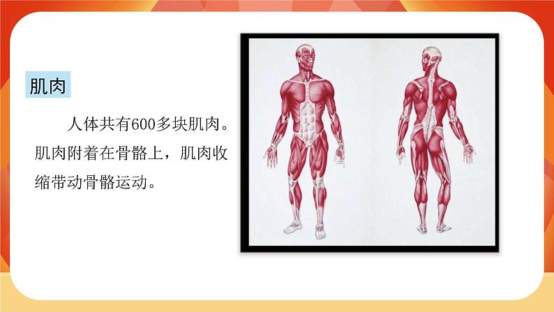 第2课时  身体的运动第7页