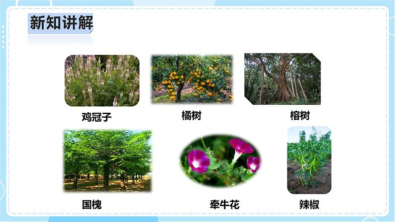 【人教鄂教版】六上科学  2.4《植物的简单分类》（课件+教案+练习+素材）06