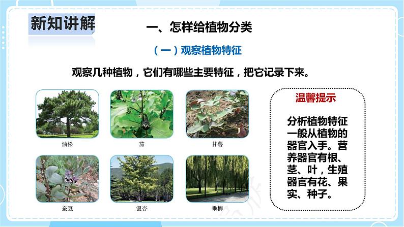 【人教鄂教版】六上科学  2.4《植物的简单分类》（课件+教案+练习+素材）08