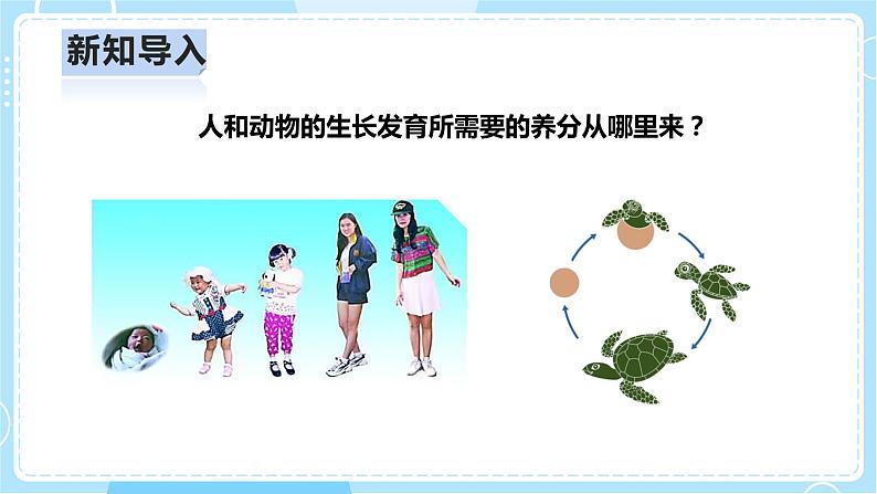 【人教鄂教版】六上科学  2.5《植物的光合作用》（课件+教案+练习+素材）03