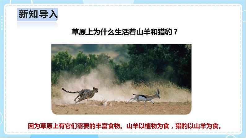 【人教鄂教版】六上科学  2.6《食物链》（课件+教案+练习）03