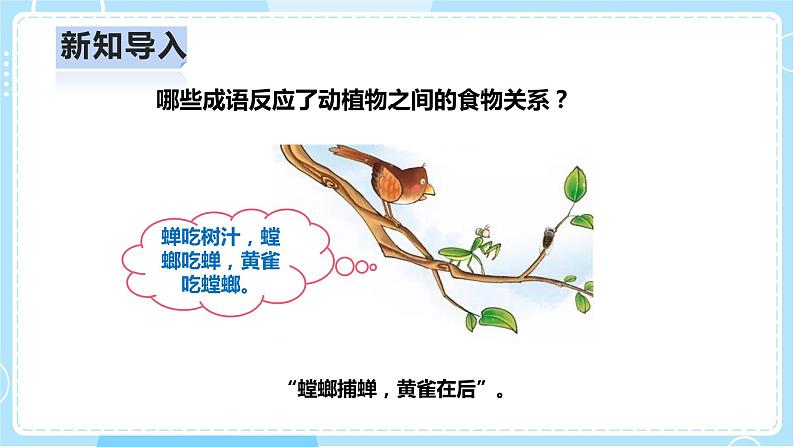 【人教鄂教版】六上科学  2.6《食物链》（课件+教案+练习）04