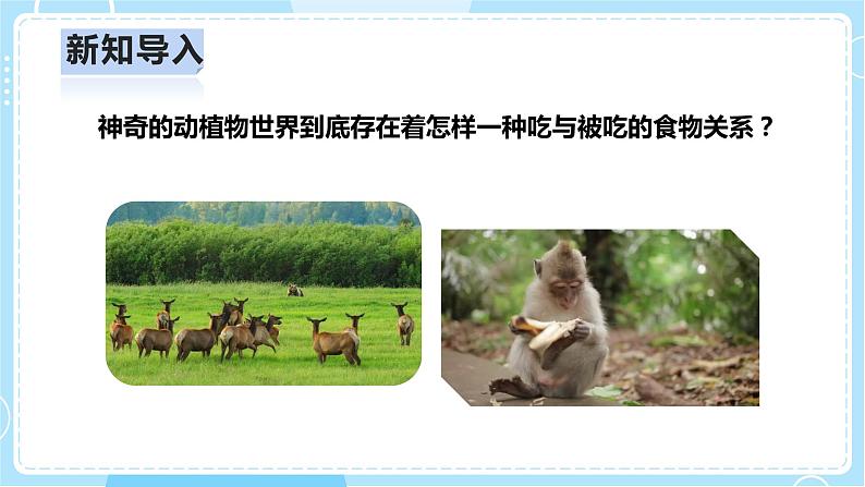 【人教鄂教版】六上科学  2.6《食物链》（课件+教案+练习）06