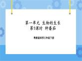 三年级下册科学课件+练习-第一单元第1课时《种番茄》 粤教版