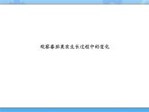 三年级下册科学课件+练习-第一单元第4课时《开花结果》 粤教版