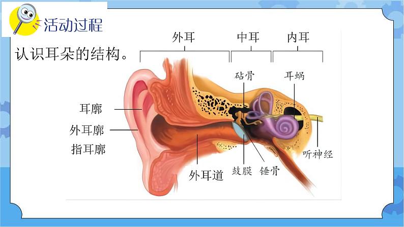 新青岛版（五四学制）科学五年级下册课件（含素材）第3课 听觉03