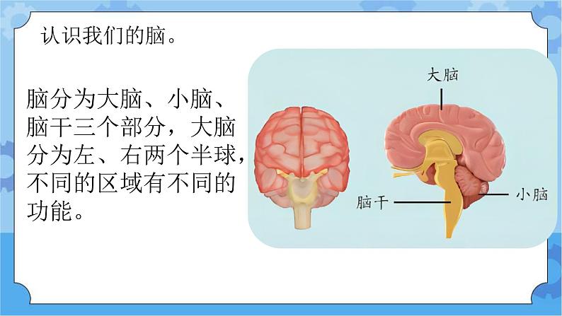 新青岛版（五四学制）科学五年级下册课件（含素材）第4课 我们的脑05