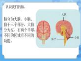 新青岛版（五四学制）科学五年级下册课件（含素材）第4课 我们的脑