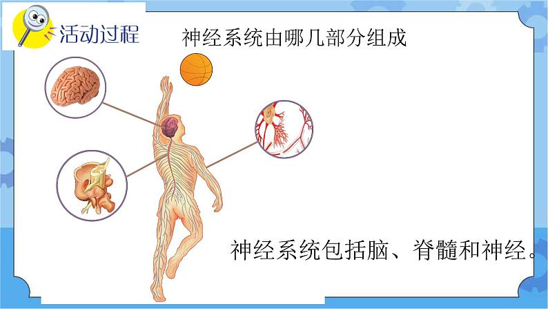 新青岛版（五四学制）科学五年级下册课件（含素材）第5课 神经系统03