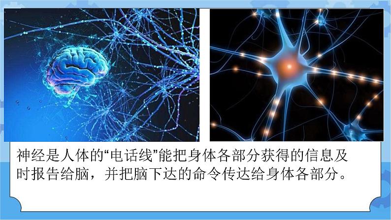 新青岛版（五四学制）科学五年级下册课件（含素材）第5课 神经系统04