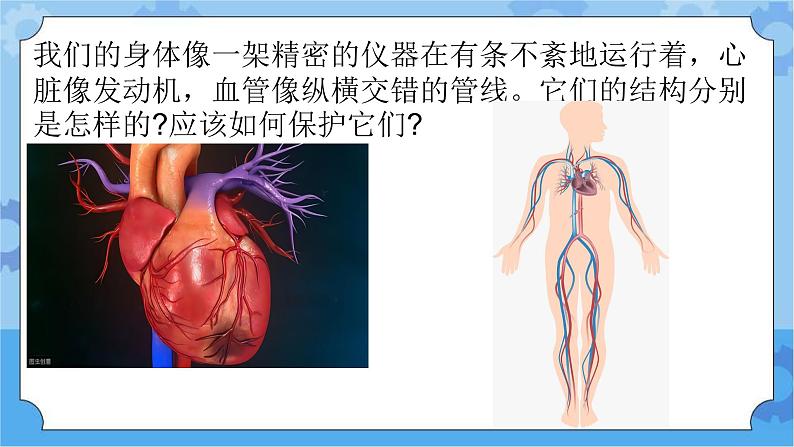 新青岛版（五四学制）科学五年级下册课件（含素材）第6课心脏和血管02