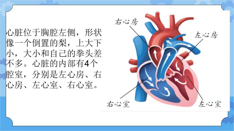 新青岛版（五四学制）科学五年级下册课件（含素材）第6课心脏和血管06