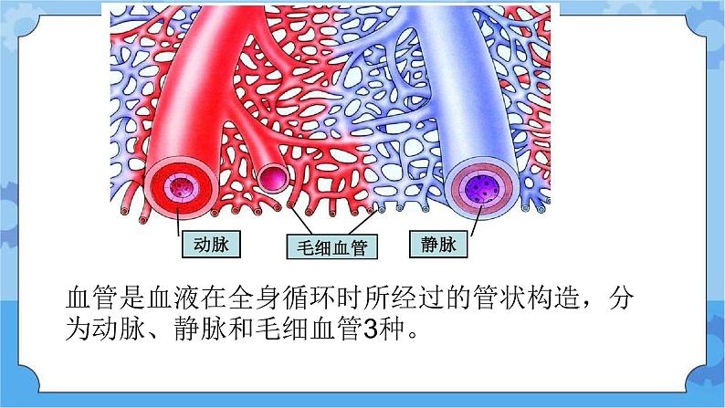 新青岛版（五四学制）科学五年级下册课件（含素材）第6课心脏和血管08