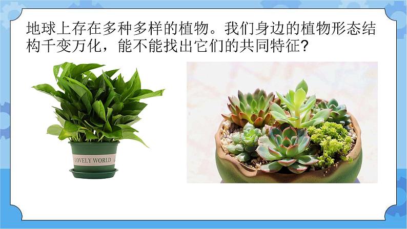 新青岛版（五四学制）科学五年级下册课件（含素材）第21课 给植物分类02