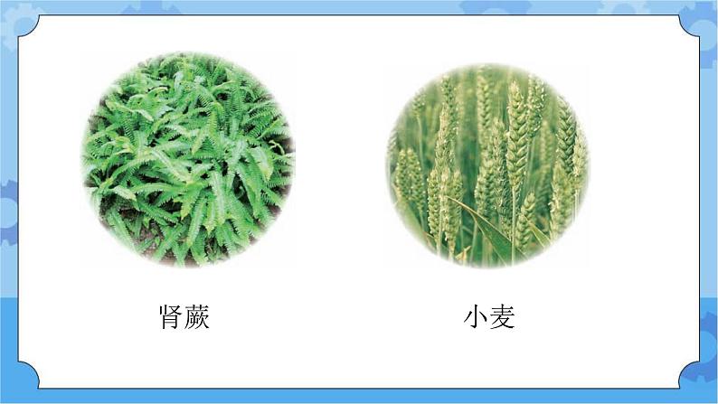 新青岛版（五四学制）科学五年级下册课件（含素材）第21课 给植物分类05