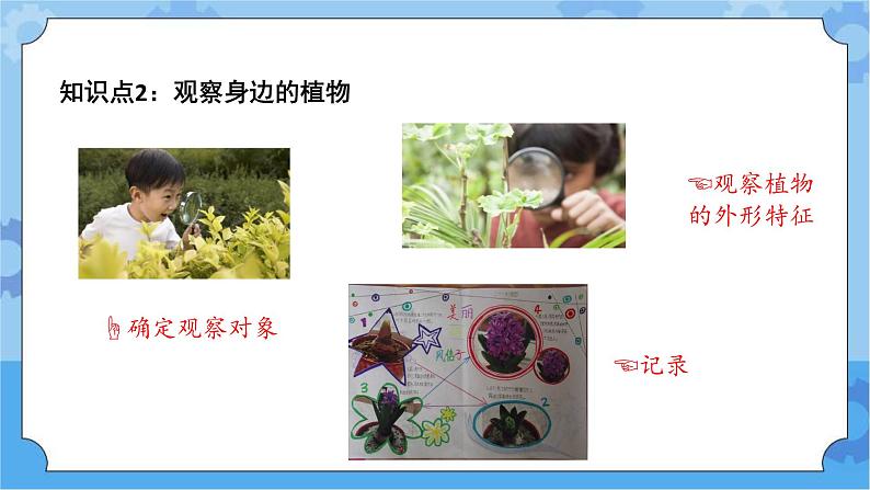 一年级下册科学课件- 第四单元  各种各样的植物 复习课件  湘科版（2017）06